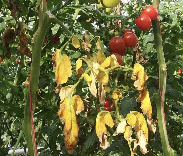 Tomato plant with Agrobacterium rhizogenes, ToBRFV