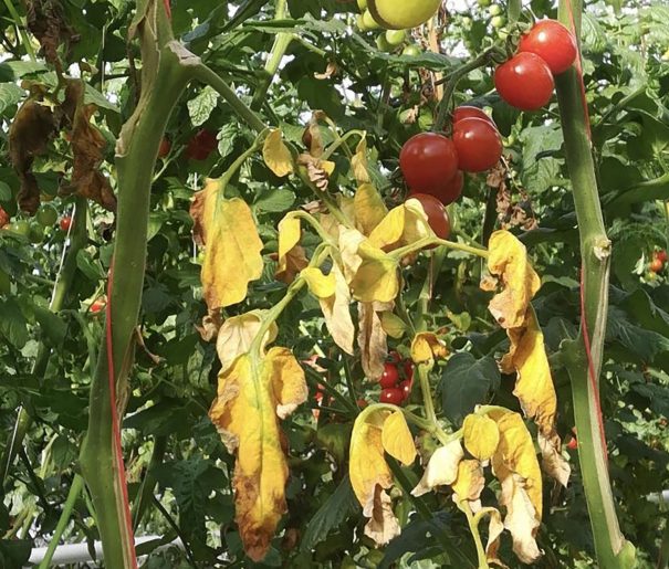 Tomato plant with Agrobacterium