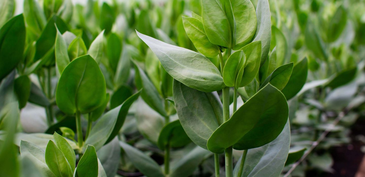 Lisianthus in greenhousle