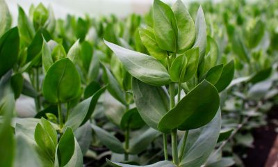 Lisianthus en invernadero