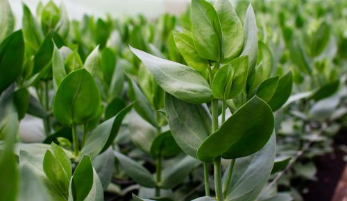 Lisianthus en invernadero