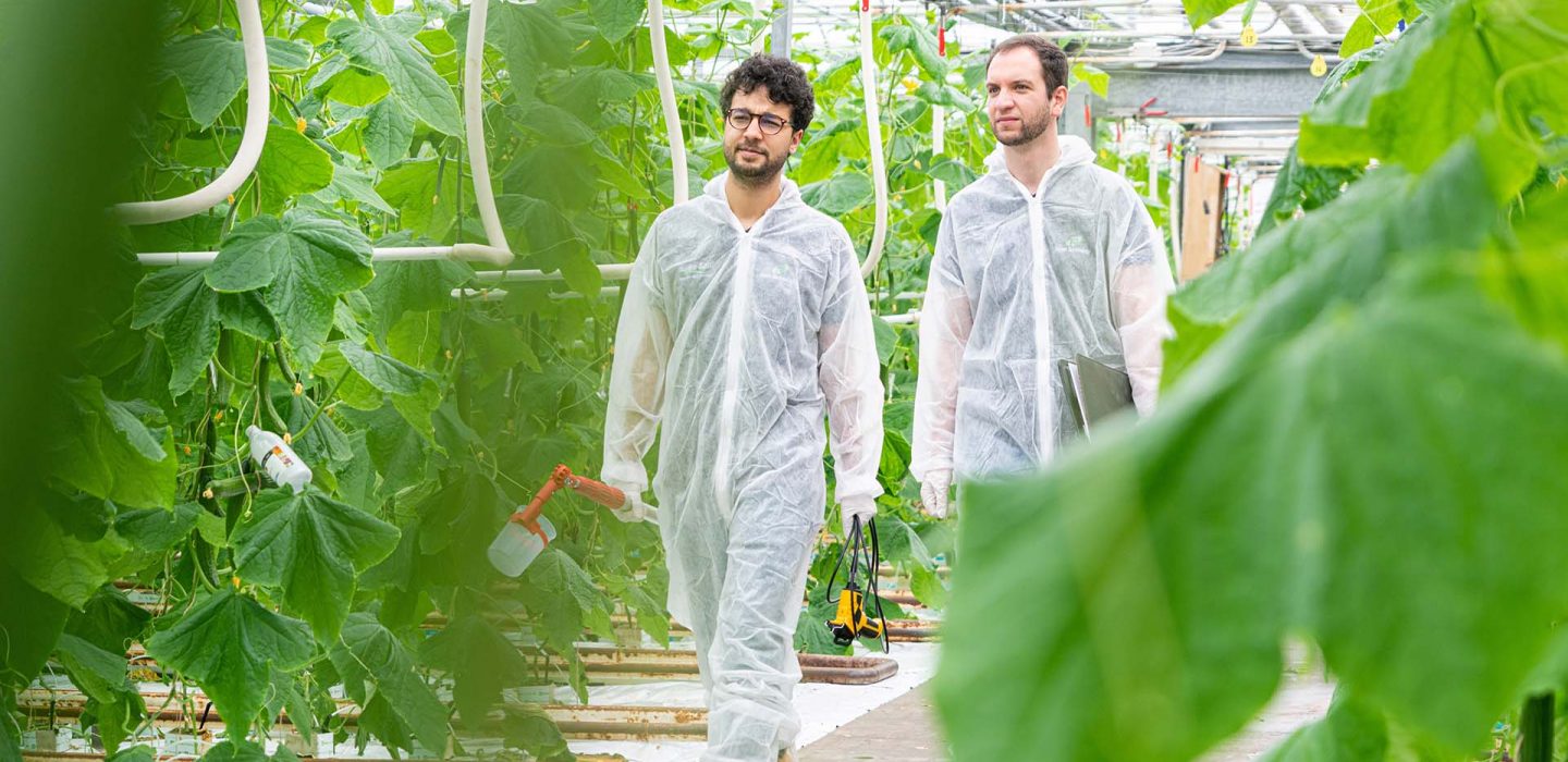 Roam Technology Horti Sales team in Cucumber Greenhouse