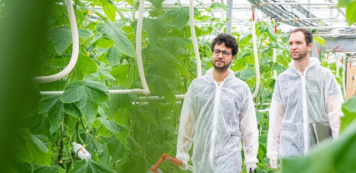 Roam Technology Horti Sales team in Cucumber Greenhouse