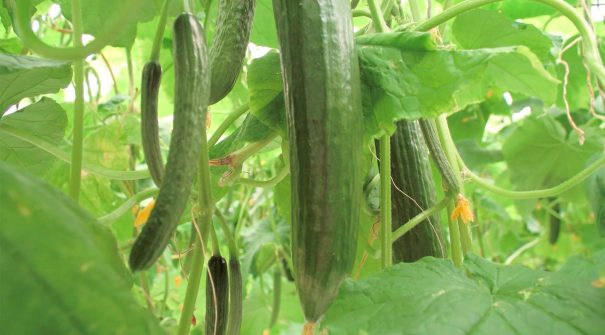 The impact of water quality on cucumber production