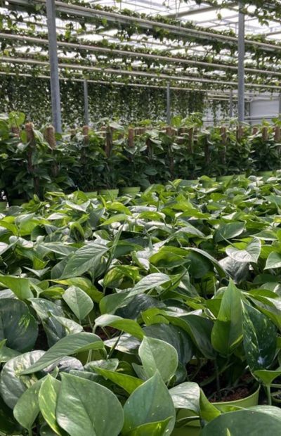 Phytophthora outbreak tackled by Huwa-San