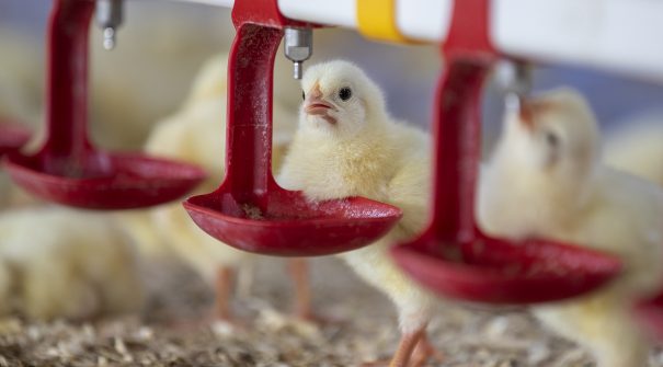 Chick drinking water from waterline