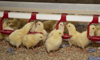 clean water system equals happy farm animals