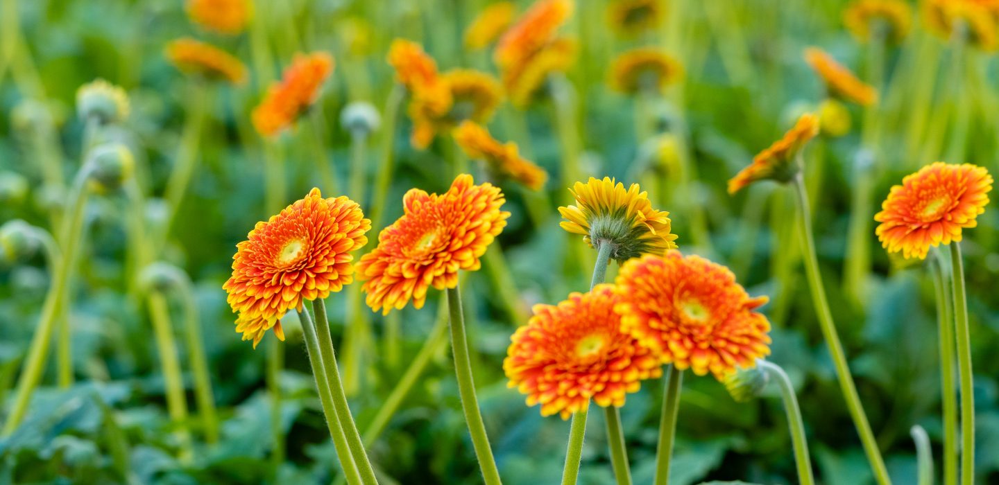 Gerbera_plant_ornamental