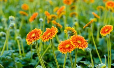 Gerbera_plant_ornamental