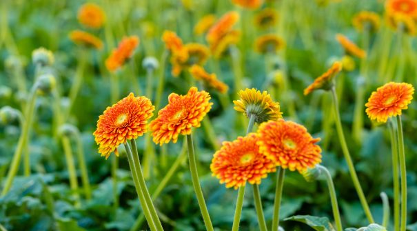 Gerbera_planta_ornamental