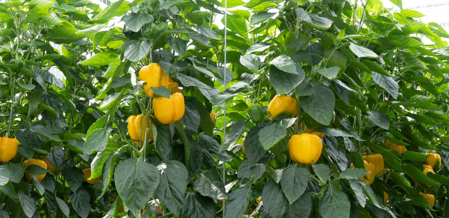 paprika_plant_roam_rt_buikpeper