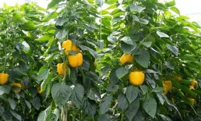 paprika_plant_roam_rt_buikpeper