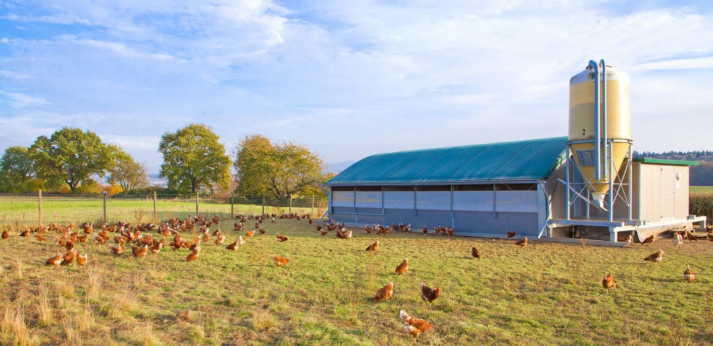 Biosecurity_on_farm