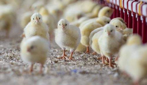 Roam Technology Livestock_chicks
