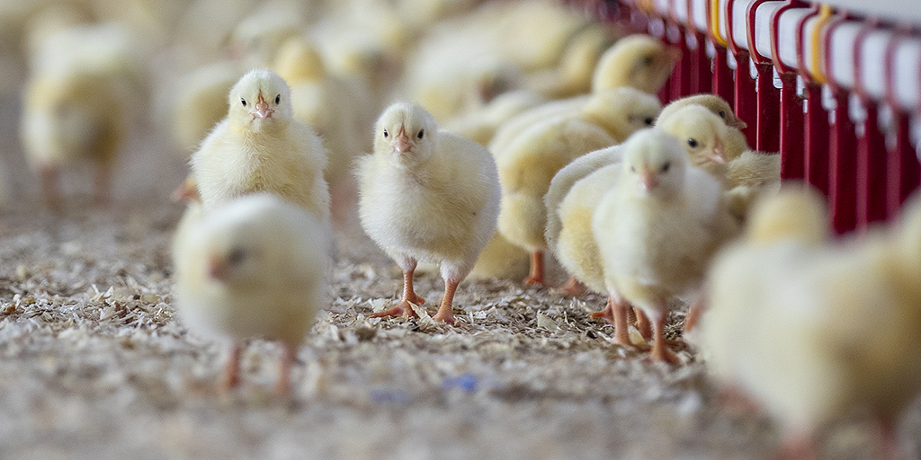 Tecnología Roam Ganado_pollos