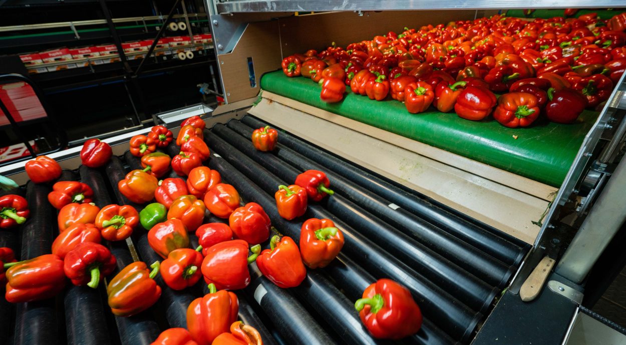 Sorting line bell pepper