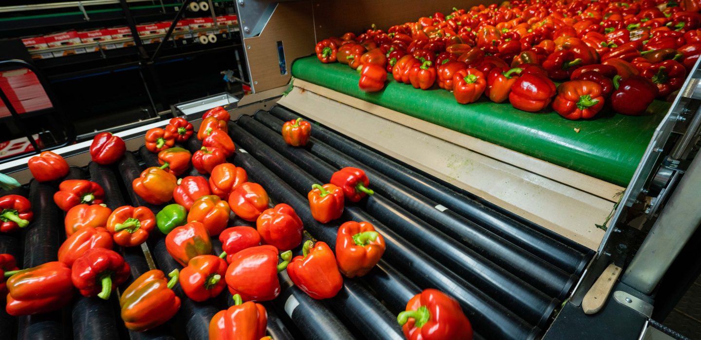 Sorting line bell pepper