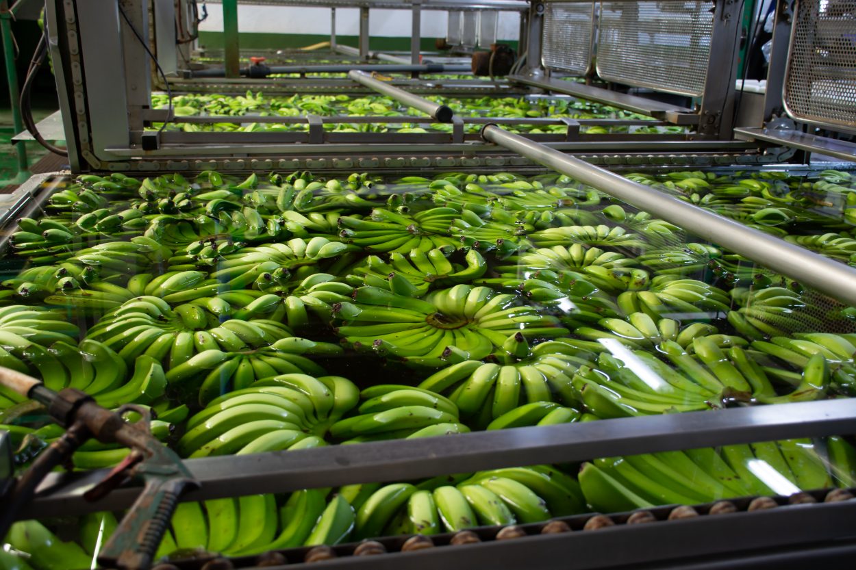 post-harvest bananas