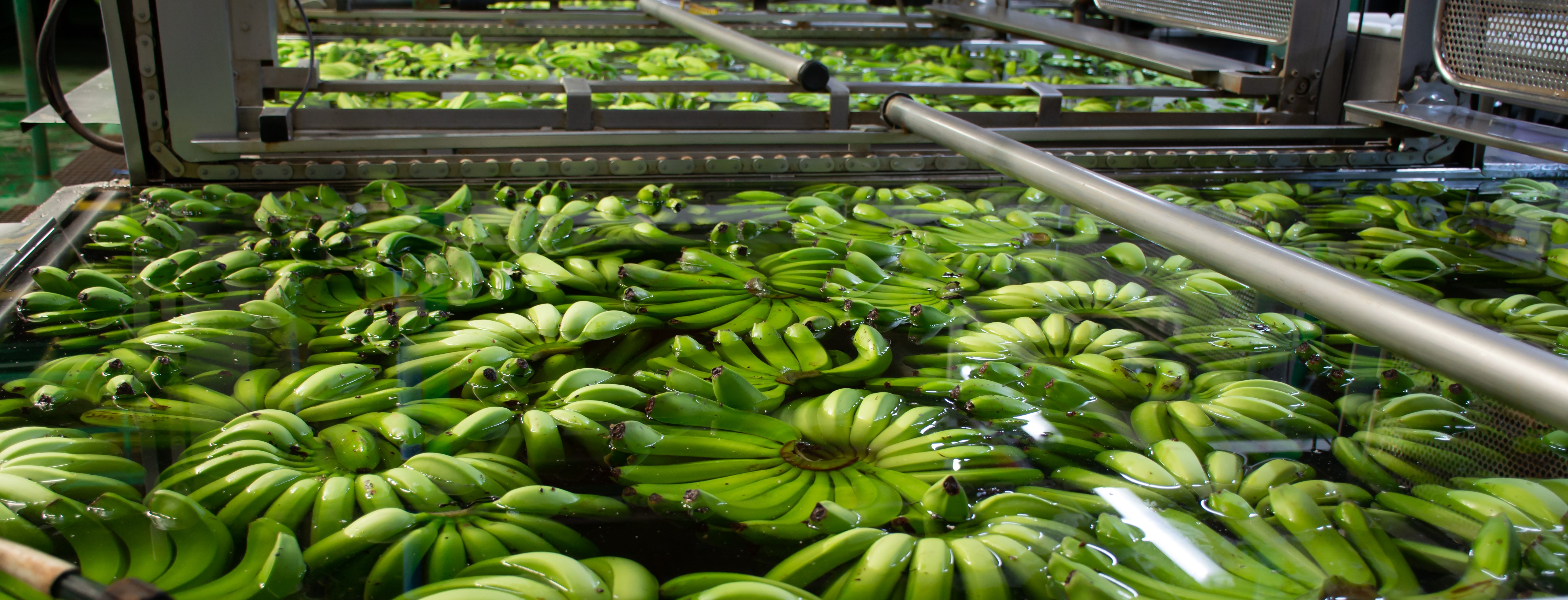 post-harvest bananas