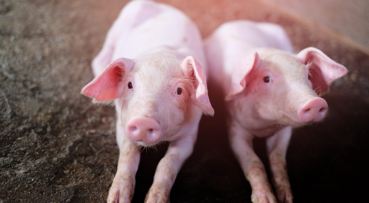 Pigs 2 - Livestock