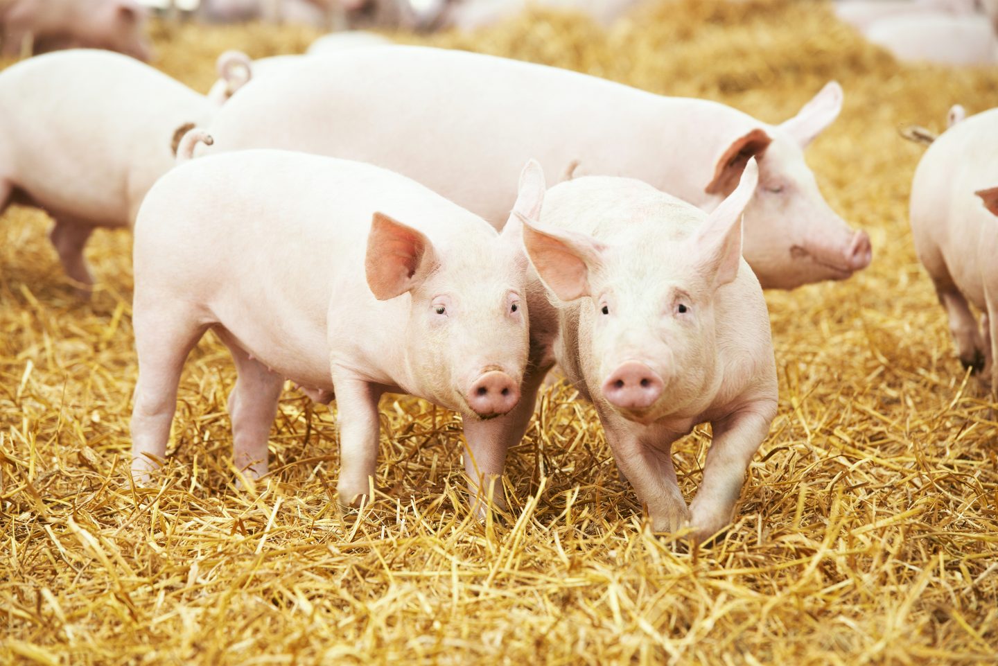 Pigs - Livestock