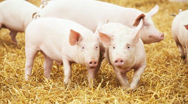 Pigs - Livestock