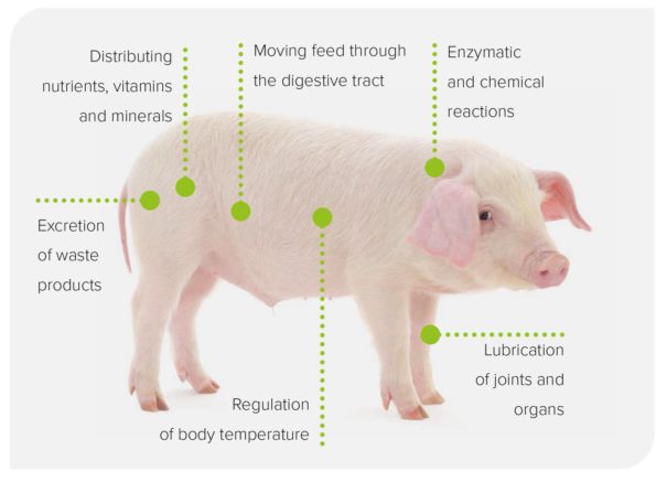 Water the forgotten nutrient - pig