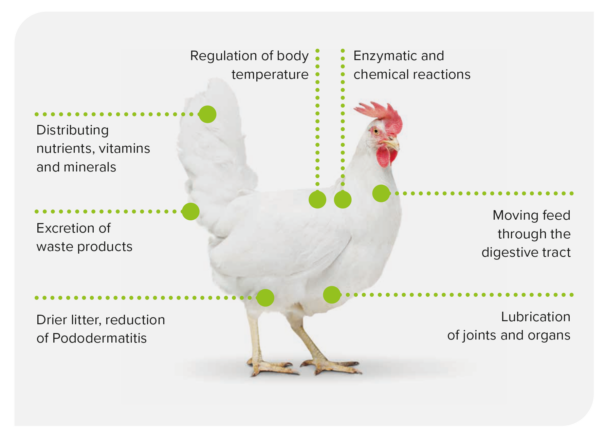 clean water system equals happy farm animals