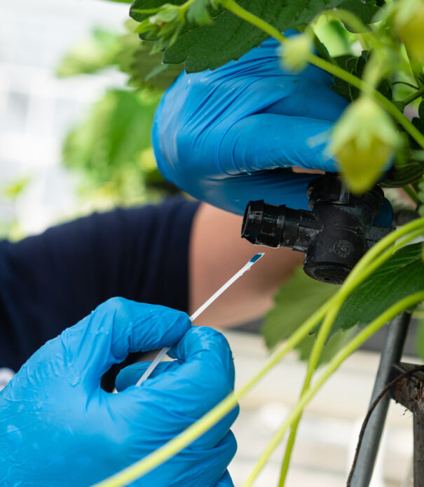 Solutions_horticulture_strawberry