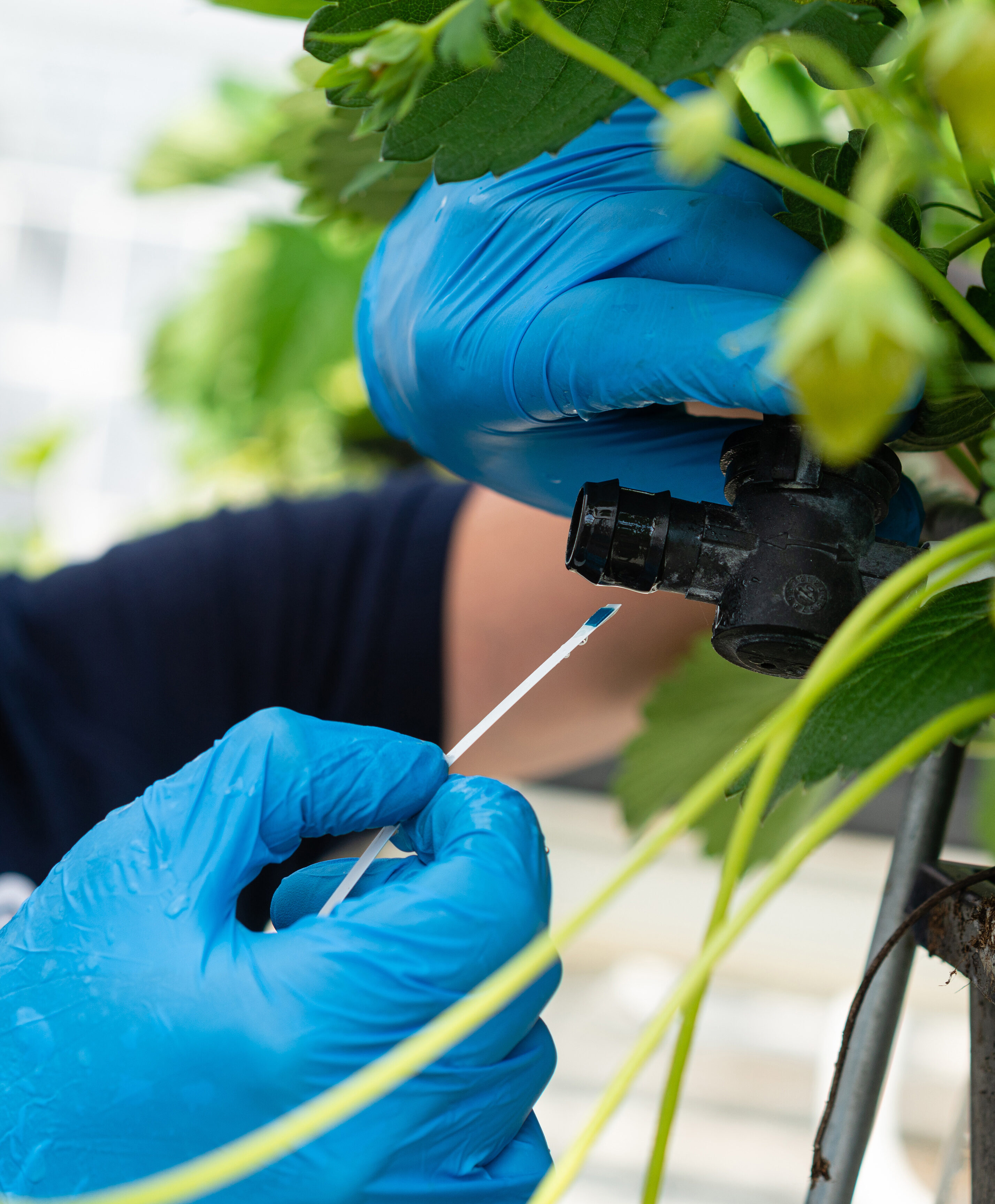 Solutions_horticulture_strawberry