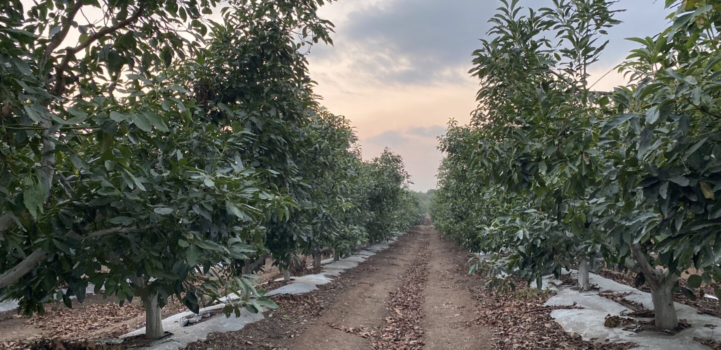 Avocado plantation