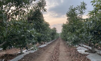 Avocado plantation