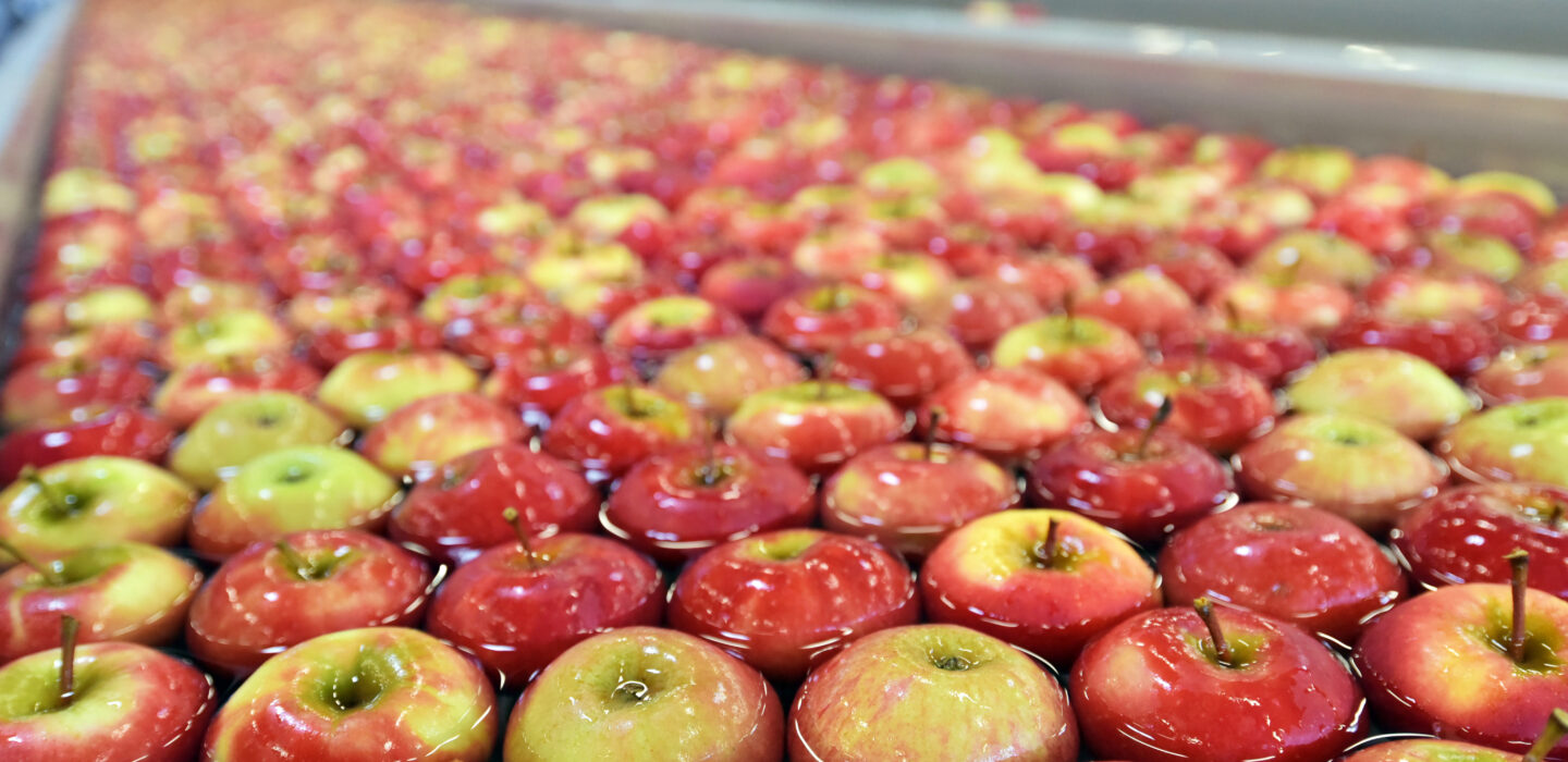 Sorting line apples