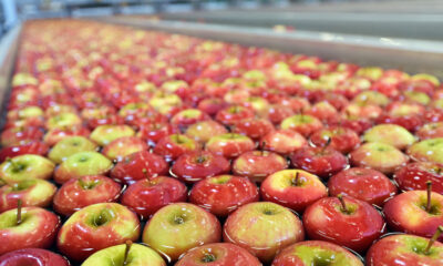 Sorting line apples