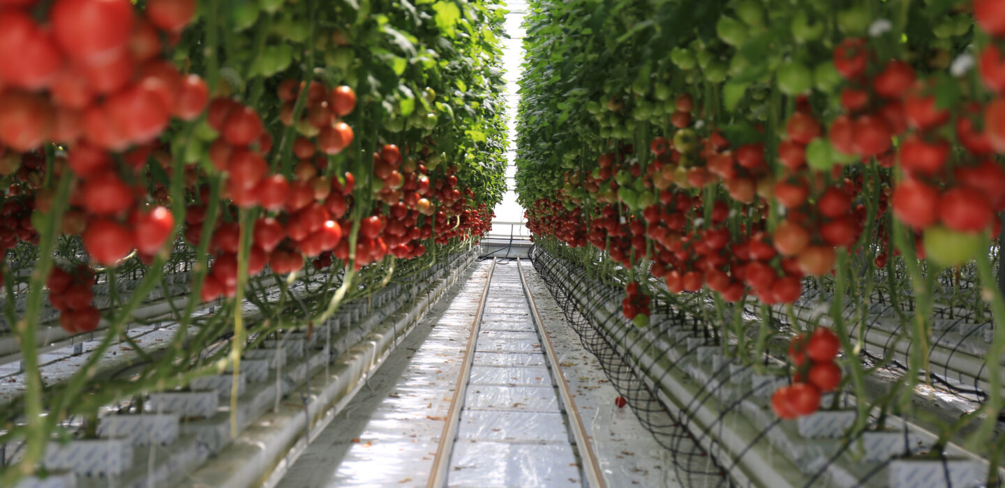 Tomato greenhouse