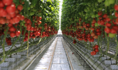 Tomato greenhouse