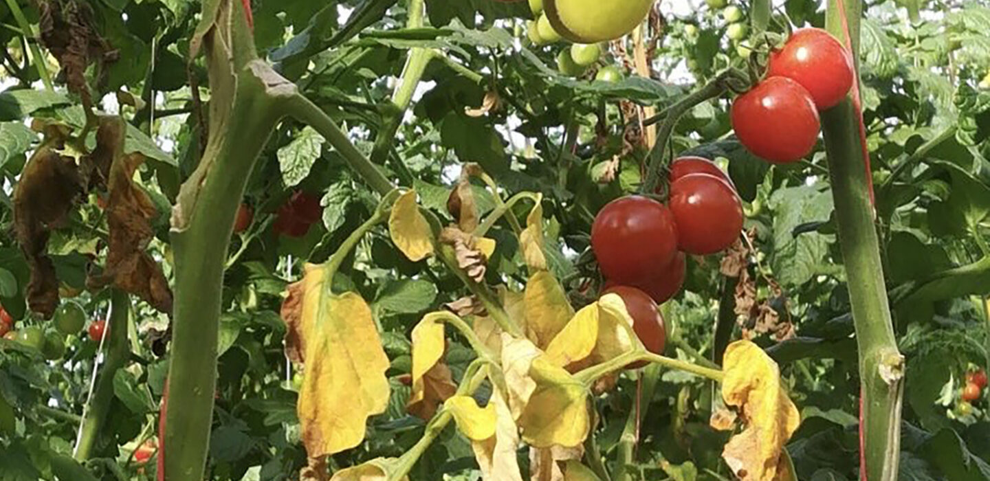 ToBRFV tomatoes