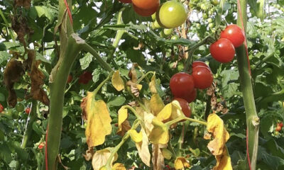 ToBRFV tomatoes