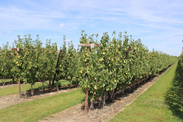 pear trees