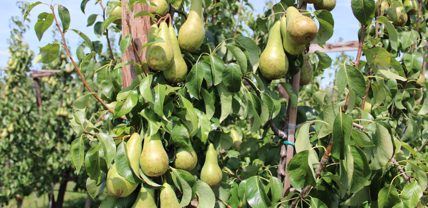pear trees 2