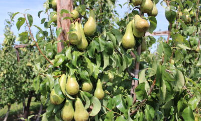 pear trees 2