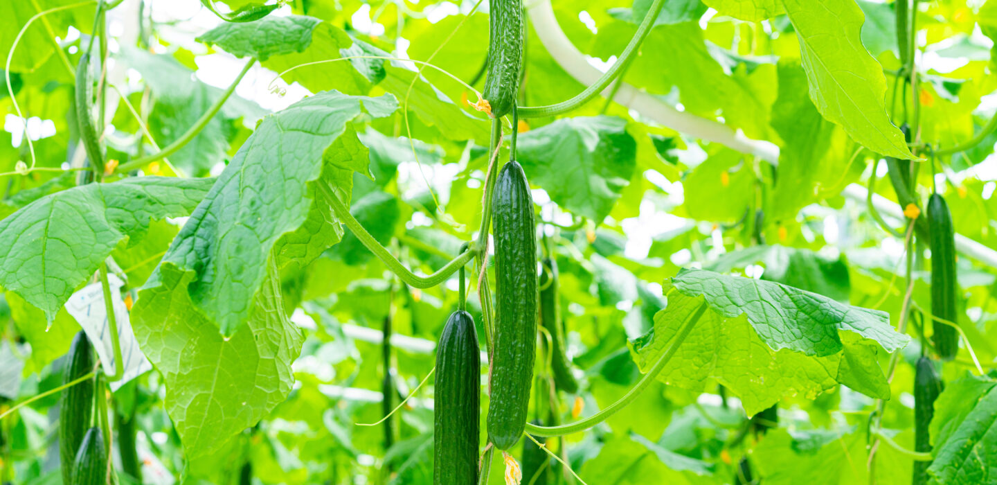 Cucumber 1