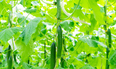 Cucumber 1