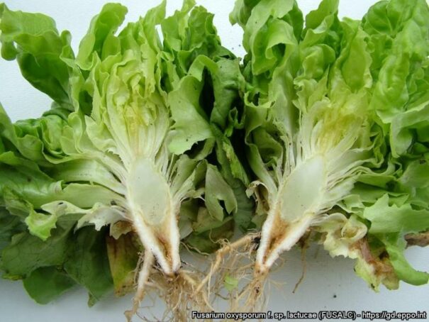 Lettuce 2