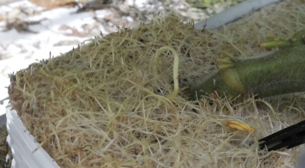 Crazy Roots - tomato