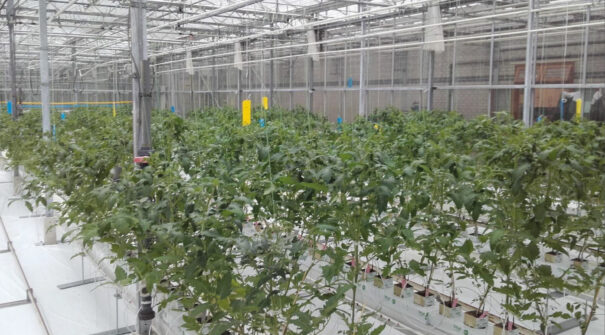 Preventing Blossom End Rot in Tomatoes with Ambiorix