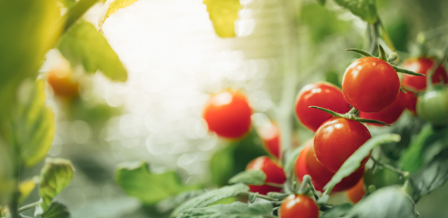 Preventing Blossom End Rot in Tomatoes with Ambiorix