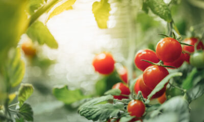 Preventing Blossom End Rot in Tomatoes with Ambiorix