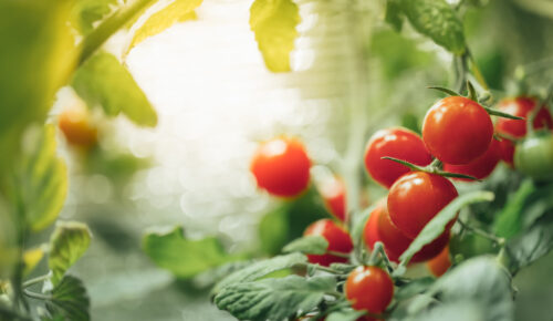 Preventing Blossom End Rot in Tomatoes with Ambiorix