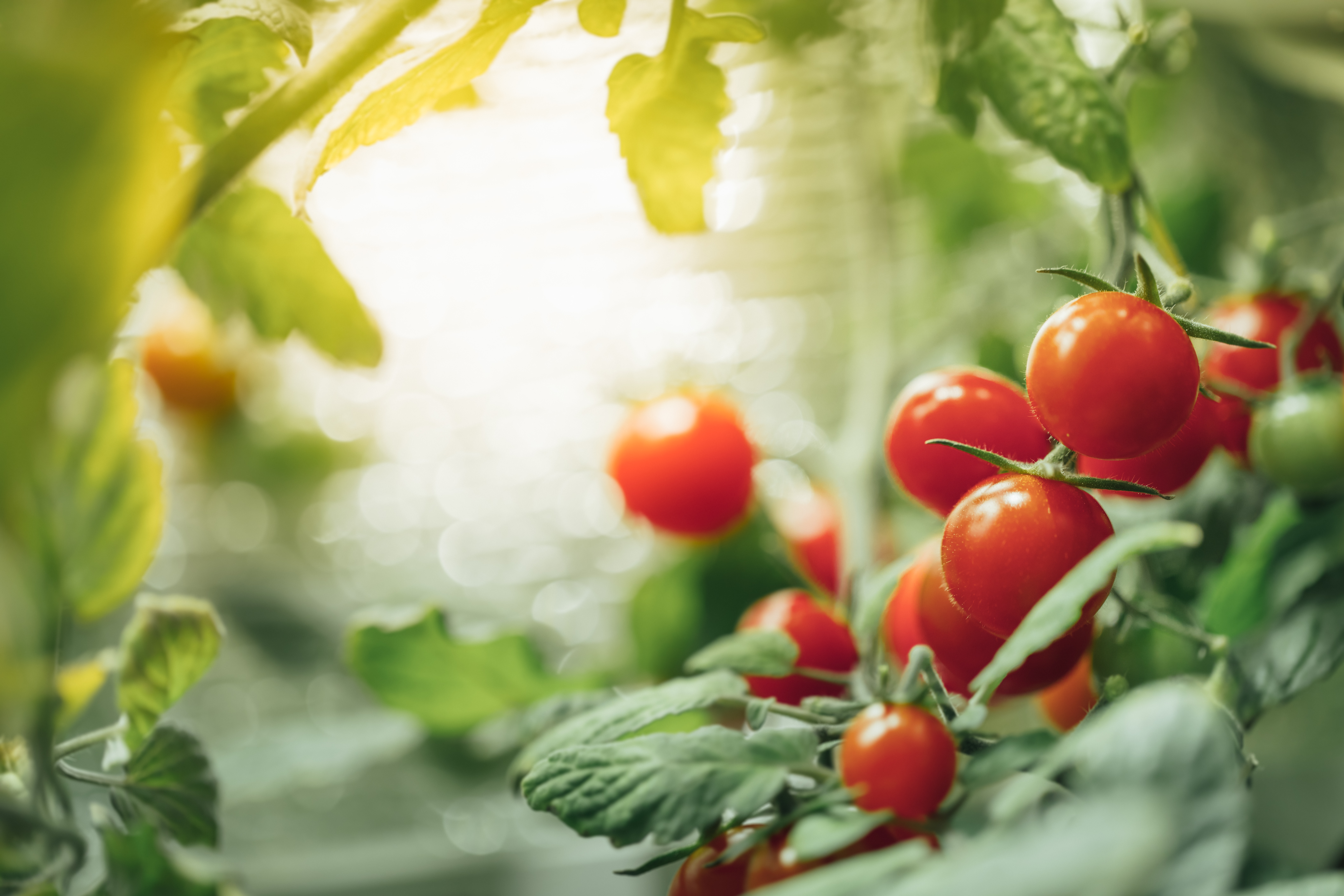 Preventing Blossom End Rot in Tomatoes with Ambiorix